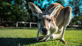 Utah restaurant sells out of ill-timed kangaroo burgers